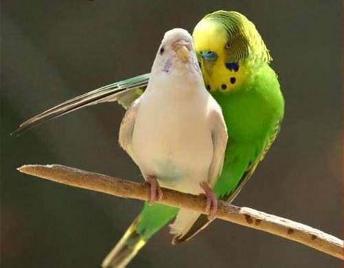 Как сделать чтобы попугайчики размножались