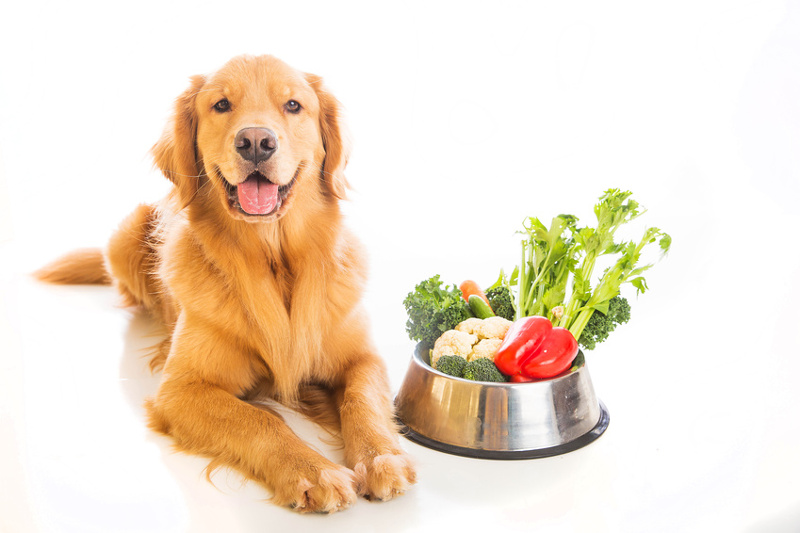 Что можно давать есть собаке: чем нельзя кормить собаку