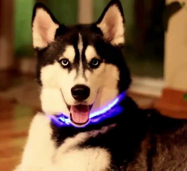 светящийся ошейник для собаки
