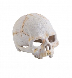 Убежище-декор для террариума Exo Terra Primate Skull Череп примата
